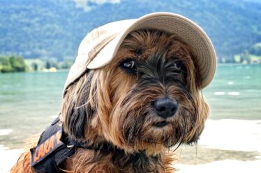 Pet-Friendly Vacation