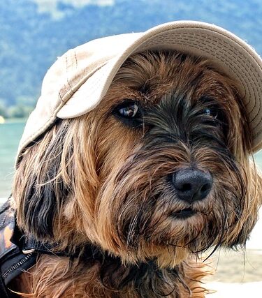 Pet-Friendly Vacation