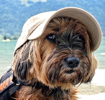 Pet-Friendly Vacation